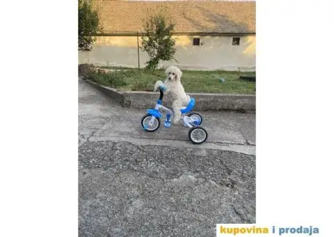 Na prodaju stenci kraljevske pudle - 3/8