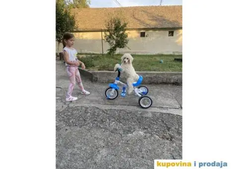 Na prodaju stenci kraljevske pudle - 4/8