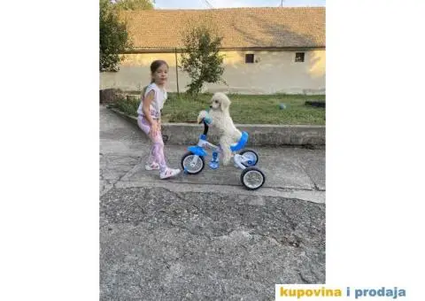 Na prodaju stenci kraljevske pudle - 5/8