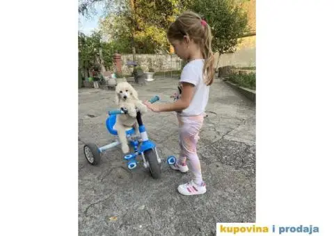 Na prodaju stenci kraljevske pudle - 6/8