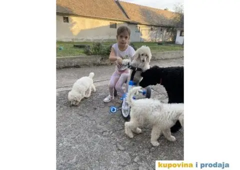 Na prodaju stenci kraljevske pudle - 7/8