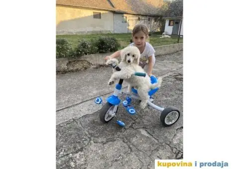 Na prodaju stenci kraljevske pudle - 8/8