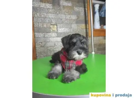 Patuljasti šnaucer stenci - 10/13