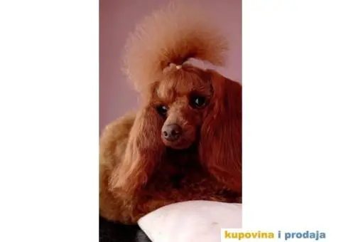 Pudla crvena   TOY MUZIJAK  dostupan za parenje - 1/4