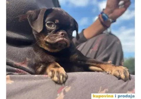 Belgijski Grifon Petit Brabancon na prodaju - 1/9