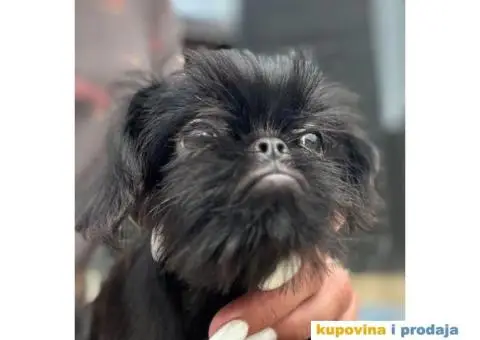 Belgijski Grifon Petit Brabancon na prodaju - 2/9