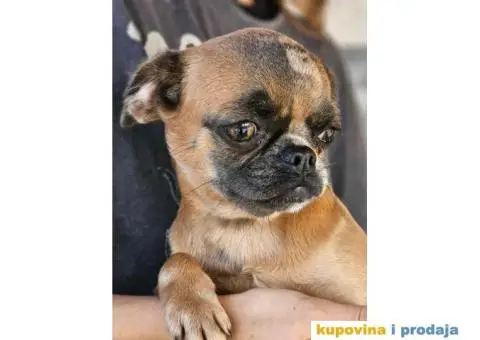 Belgijski Grifon Petit Brabancon na prodaju - 3/9