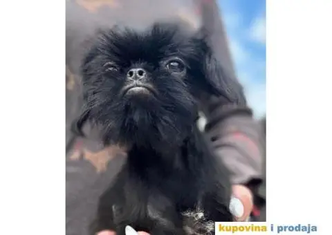 Belgijski Grifon Petit Brabancon na prodaju - 4/9