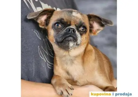 Belgijski Grifon Petit Brabancon na prodaju - 5/9