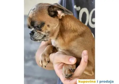 Belgijski Grifon Petit Brabancon na prodaju - 6/9