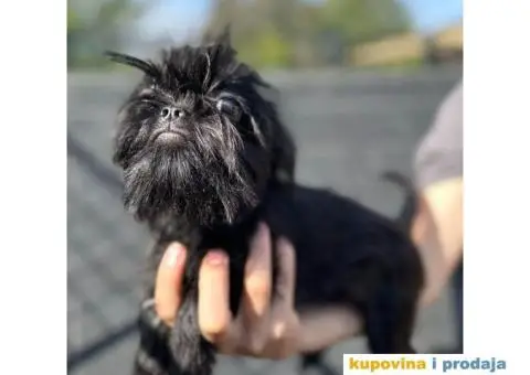 Belgijski Grifon Petit Brabancon na prodaju - 7/9