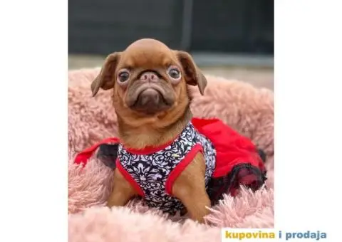 Belgijski Grifon Petit Brabancon na prodaju - 8/9