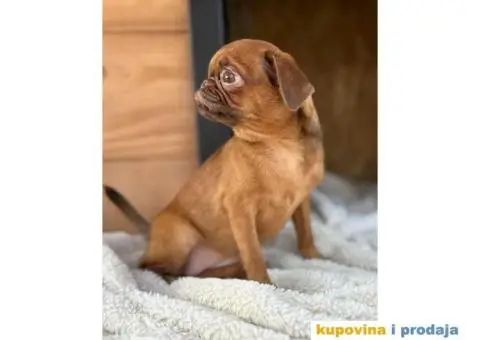 Belgijski Grifon Petit Brabancon na prodaju - 9/9