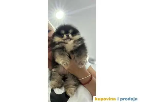 Pomeranci vrhunskog kvaliteta - 1/5