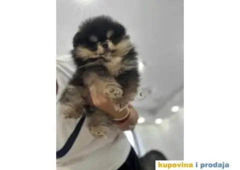 Pomeranci vrhunskog kvaliteta - 2/5