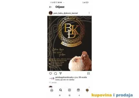 Pomeranci vrhunskog kvaliteta - 4/5