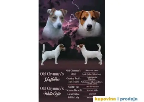 JACK RUSSEL TERRIER prvobirano muško štene - 1/5