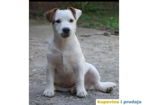 JACK RUSSEL TERRIER prvobirano muško štene - 2/5
