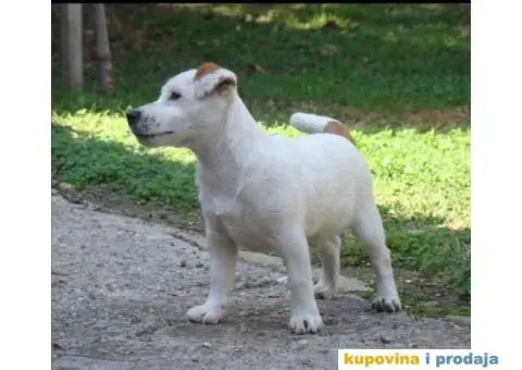 JACK RUSSEL TERRIER prvobirano muško štene - 3/5