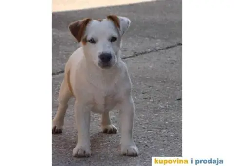 JACK RUSSEL TERRIER prvobirano muško štene - 4/5