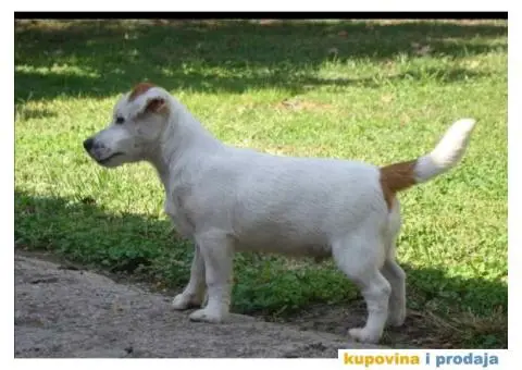 JACK RUSSEL TERRIER prvobirano muško štene - 5/5