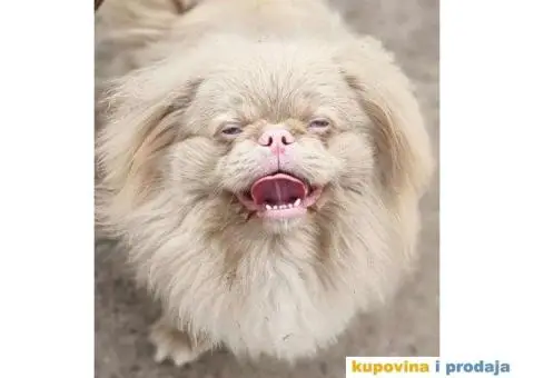 Pekinezer štenci na prodaju - 2/12