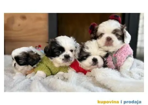 Pekinezer štenci na prodaju - 3/12