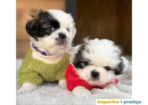 Pekinezer štenci na prodaju - 5/12