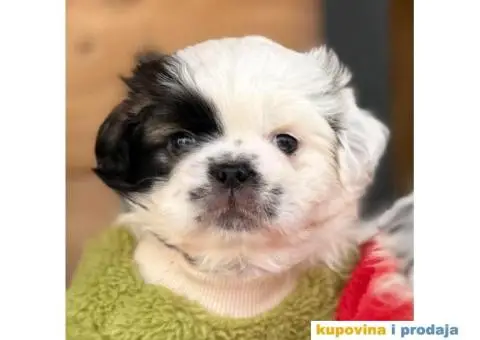 Pekinezer štenci na prodaju - 6/12