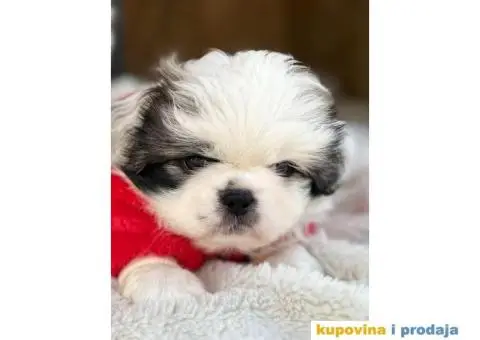Pekinezer štenci na prodaju - 8/12