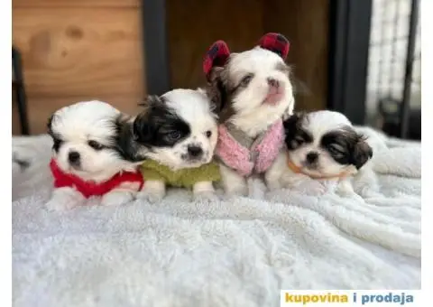 Pekinezer štenci na prodaju - 9/12