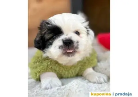 Pekinezer štenci na prodaju - 11/12