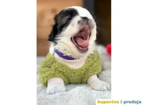 Pekinezer štenci na prodaju - 12/12