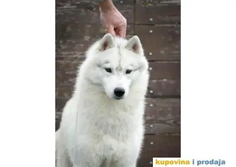 Sibirski Haski mužjak - 1/10