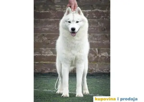 Sibirski Haski mužjak - 2/10