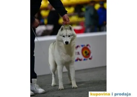 Sibirski Haski mužjak - 3/10