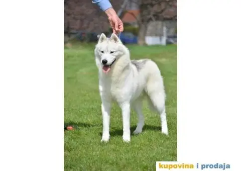 Sibirski Haski mužjak - 4/10