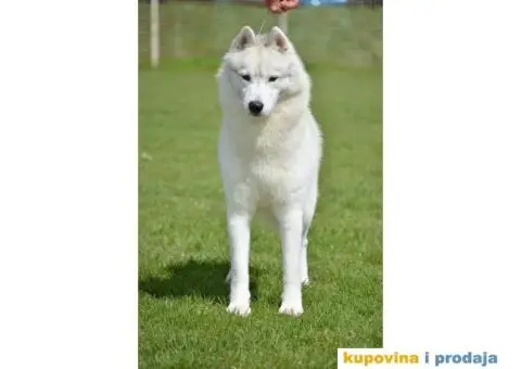 Sibirski Haski mužjak - 5/10