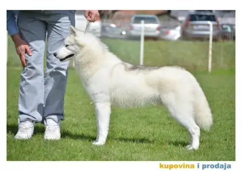 Sibirski Haski mužjak - 6/10