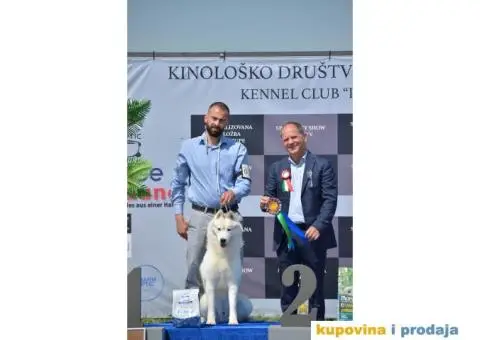 Sibirski Haski mužjak - 7/10