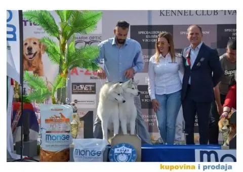 Sibirski Haski mužjak - 8/10