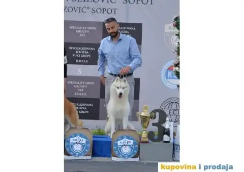 Sibirski Haski mužjak - 9/10