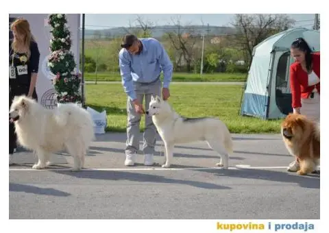 Sibirski Haski mužjak - 10/10