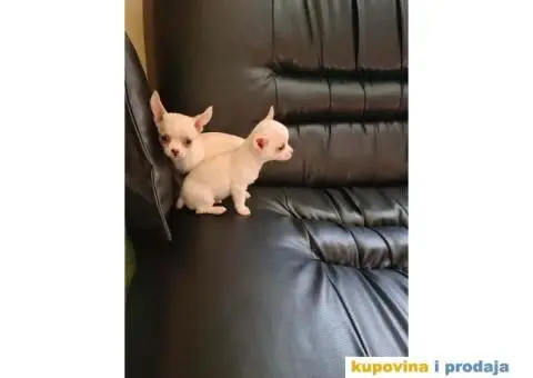 Mini CIVAVE spremne za preuzimanje - 3/10