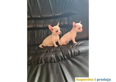 Mini CIVAVE spremne za preuzimanje - 6/10