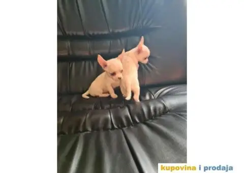 Mini CIVAVE spremne za preuzimanje - 7/10