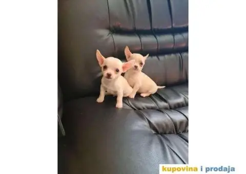 Mini CIVAVE spremne za preuzimanje - 8/10