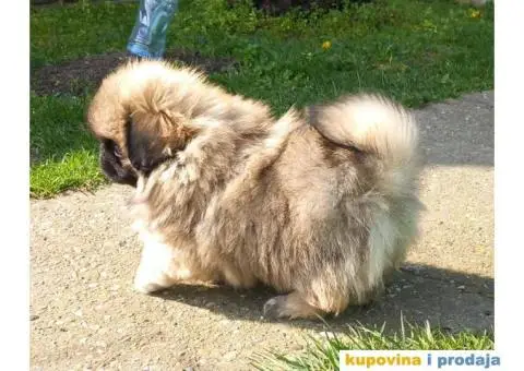 Prelepi Pekinezeri - 1/14