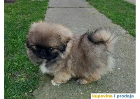 Prelepi Pekinezeri - 2/14