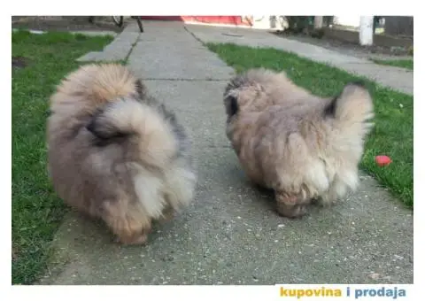 Prelepi Pekinezeri - 3/14